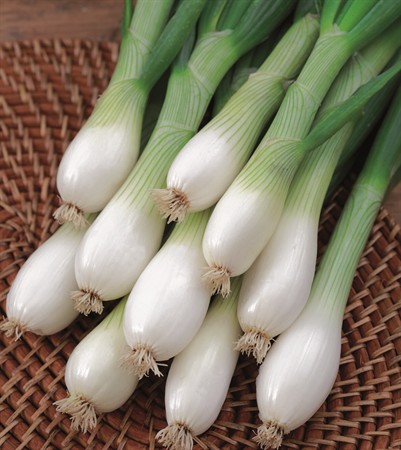 Salladslök, White Lisbon