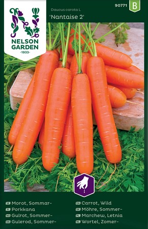 Sommar morot, Nataise 2