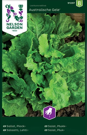 Plock sallat, Australischer gele