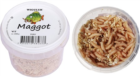 Maggot vit